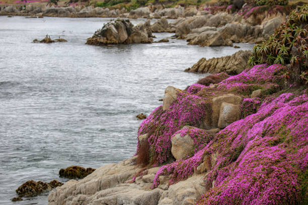 istock California coastline on the Monterey Peninsula 1389532273