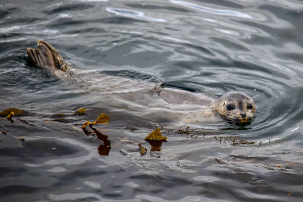 istock Seal in Monterey Bay, California 1389532378