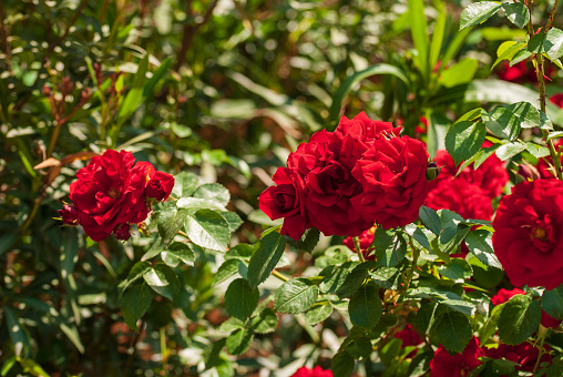 Fresh beautiful blooming bunch of red roses, selective focus.