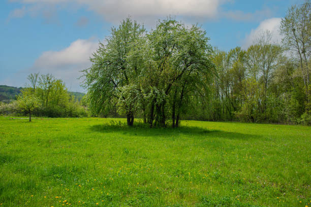 A wide meadow blanketed with yellow dandelions stretches across the foreground, leading into a gently rolling green landscape with a few scattered trees. The composition exudes calmness and the rejuvenating spirit of spring.