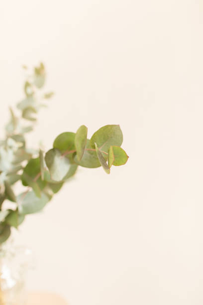 istock Intricate Sage Green-Colored Eucalyptus Branches in Front of a Neutral Light Background 1389534297