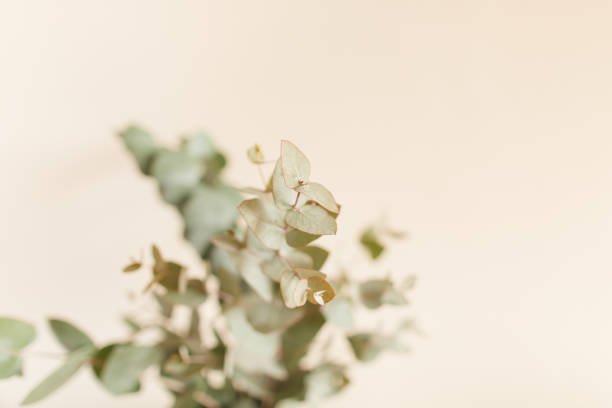 istock Intricate Sage Green-Colored Eucalyptus Branches in Front of a Neutral Light Background 1389534341