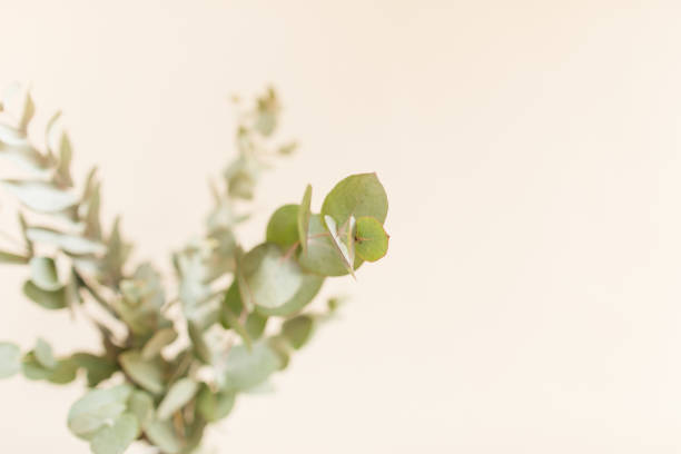 Intricate Sage Green-Colored Eucalyptus Branches in Front of a Neutral Light Background.