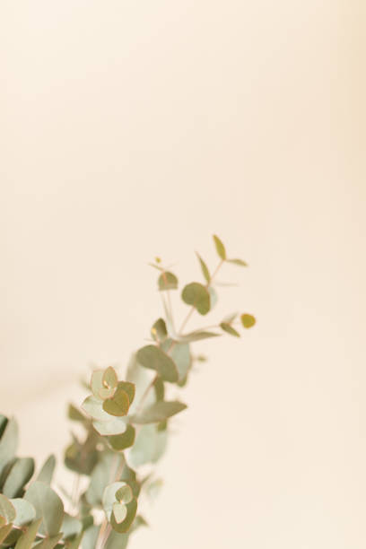 istock Intricate Sage Green-Colored Eucalyptus Branches in Front of a Neutral Light Background 1389534352