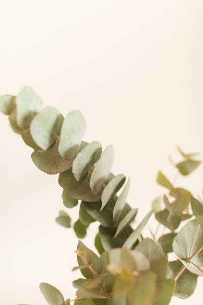 istock Intricate Sage Green-Colored Eucalyptus Branches in Front of a Neutral Light Background 1389534418