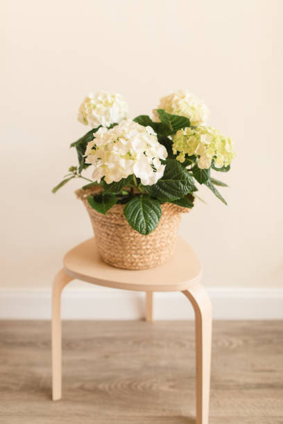 istock Intricate White & Green Hydrangea Plant in Full Bloom in Front of a Neutral Light Background 1389534542
