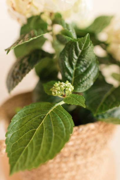 istock Intricate White & Green Hydrangea Plant in Full Bloom in Front of a Neutral Light Background 1389534639