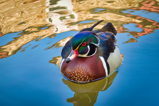A beautiful male wood duck floating in the water on the Schuylkill River Canal in Montgomery County, Pennsylvania.