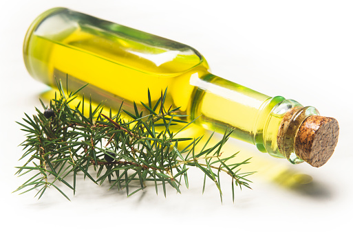 Olive oil with green juniper on white background
