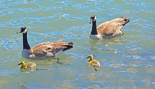 A pair of Canada geese swim with their goslings in the Sacramento River