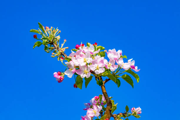 istock detail of apple tree bud 1389536867