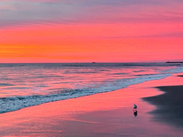 istock Pre-dawn Sunrise with Shore Bird 1389537399