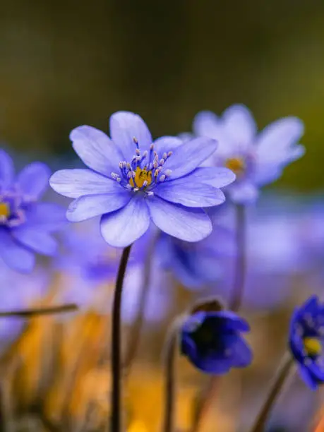 Detailed image of a flower of the liverwort (Hepatica) in early spring.