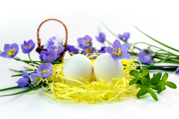 Easter eggs in the nest and spring flowers on a white background.Happy easter concept