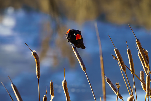 Red-Winged Blackbird in Natural Wetlands Habitat - Black bird with red and yellow accents captured in morning light in natural riparian zone.