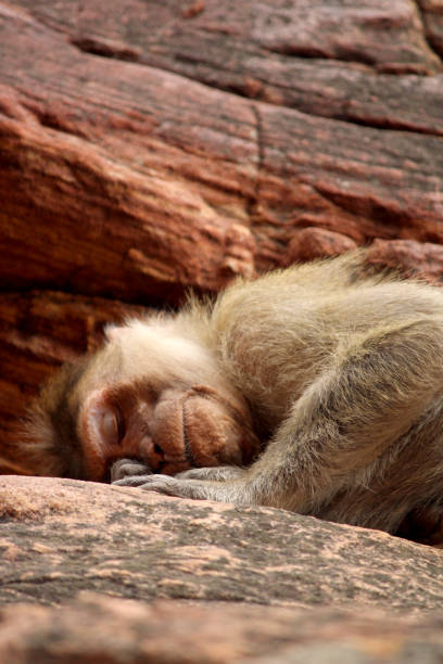 The monkey sleeping on the rock. Bonnet macaque in Badami Fort.