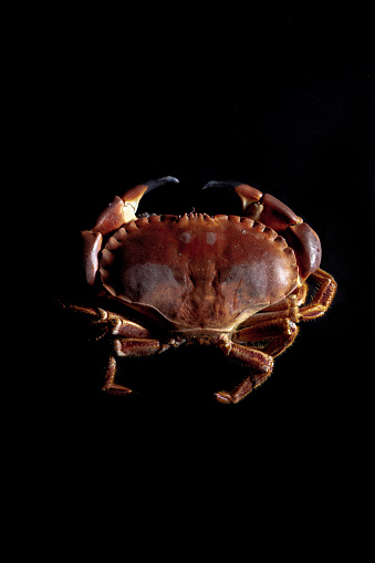 Red cooked lobster claws on a white background