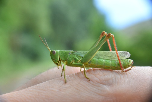 Close up of unrecognizable man holding a grasshopper on his hand in nature.