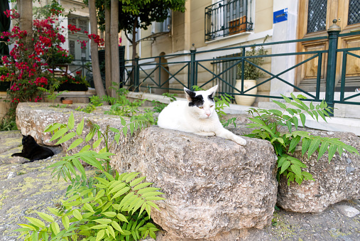 Cats rest on stone steps in a beautiful Greek courtyard. close up