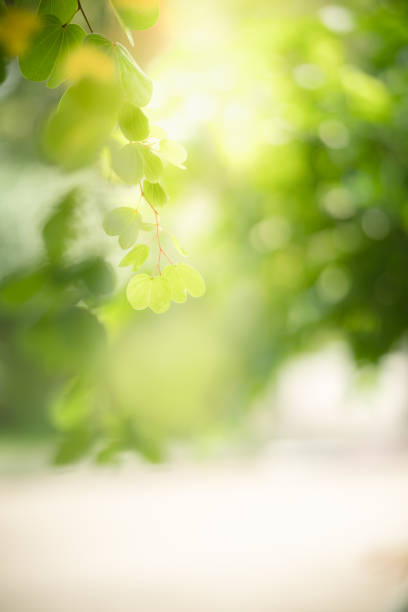 istock Beautiful nature view green leaf on blurred greenery background under sunlight with bokeh and copy space using as background natural plants landscape, ecology wallpaper concept. 1389541134