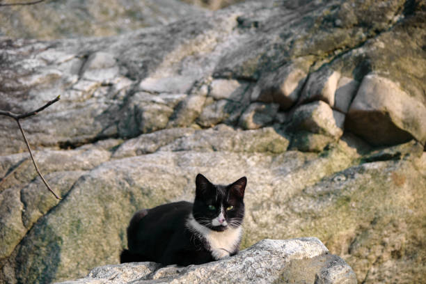 istock Single black and white cat, cat lying down at stone at outdoors. 1389541412