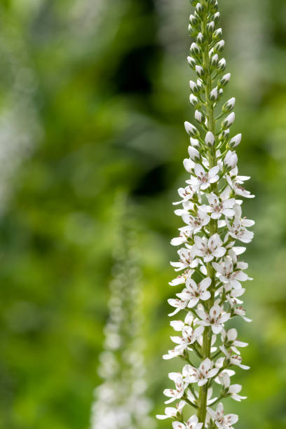 istock Gooseneck loosestrife (lysimachia clethroides) 1389541630