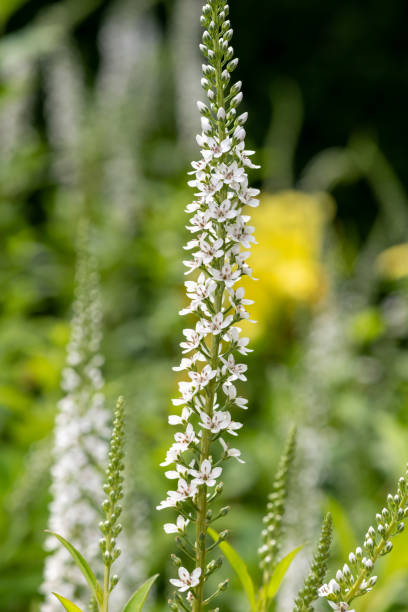 istock Gooseneck loosestrife (lysimachia clethroides) 1389541676