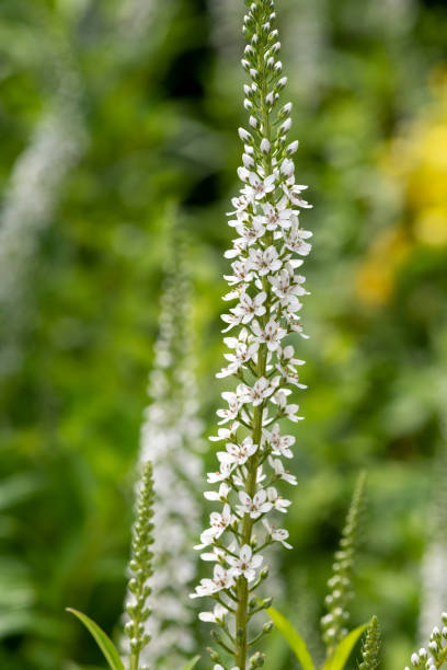istock Gooseneck loosestrife (lysimachia clethroides) 1389541702