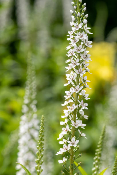 istock Gooseneck loosestrife (lysimachia clethroides) 1389542306
