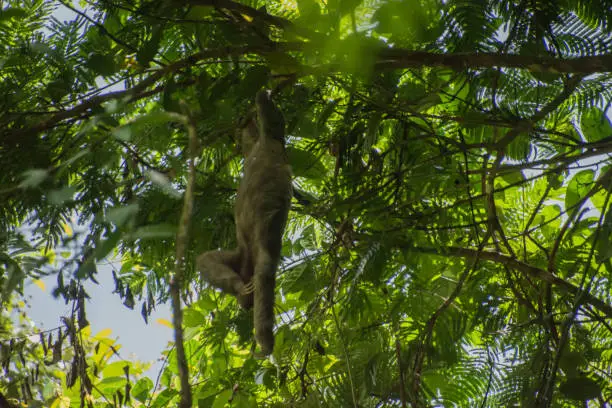 Sloths in Costa Rica, in Central America.
