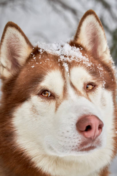 istock Portrait a beautiful red husky dog with snow on the muzzle close-up 1389542697
