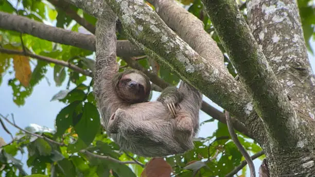 Sloths in Costa Rica, in Central America.