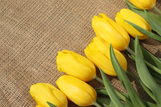Pattern of yellow tulips on textile  background