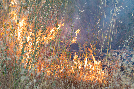 Fire with embers and firewood as a panorama background.