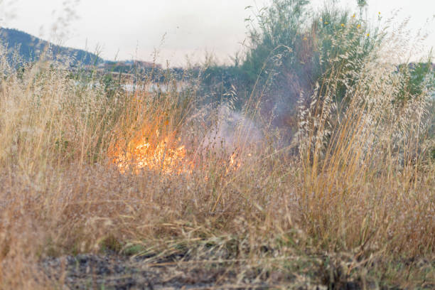 Llobregat river grass area fire... sad.