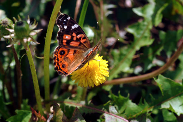 Monarch Butterfly on yellow sunflower.