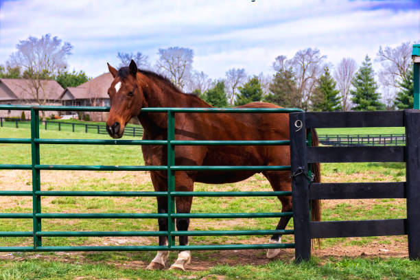 istock horses on a farm in Kentucky 1389546583
