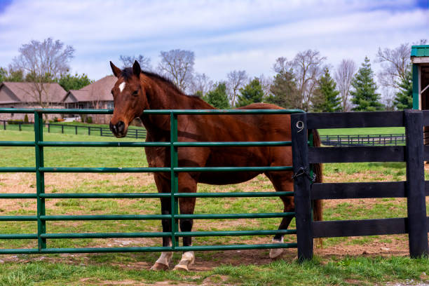 istock horses on a farm in Kentucky 1389546584