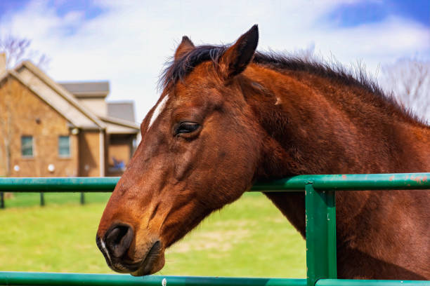 istock horses on a farm in Kentucky 1389546634