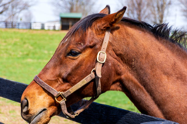 istock horses on a farm in Kentucky 1389547307