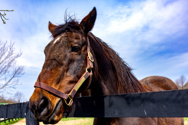 istock horses on a farm in Kentucky 1389547434