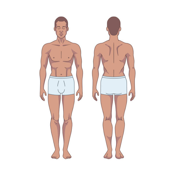 ilustrações, clipart, desenhos animados e ícones de figura de homem negro em pé, silhueta, vista para frente e para trás. diagrama de anatomia corporal masculina. roupas íntimas removíveis. ilustração vetorial - back rear view men muscular build
