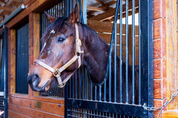 istock horses on a farm in Kentucky 1389547496