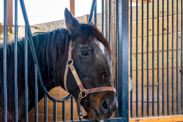 istock horses on a farm in Kentucky 1389547533