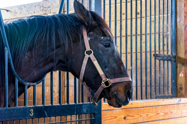 istock horses on a farm in Kentucky 1389547535