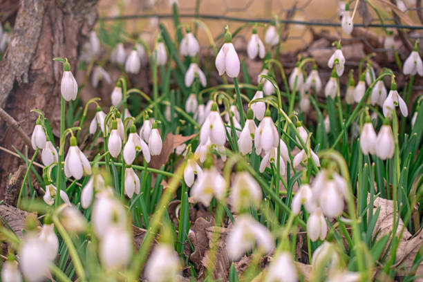 istock white snowdrops in the meadow, the first spring flowers 1389547715