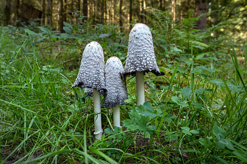 Three older shaggy ink caps (Coprinus comatus) in the grass in a forest