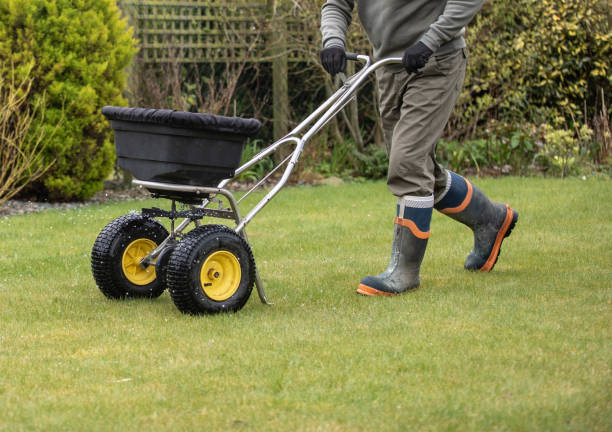 Gardener horticulturalist applying a feed on to the lawn - garden maintenance stock photo