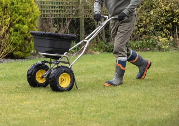 Gardener horticulturalist applying a feed on to the lawn- garden maintenance
