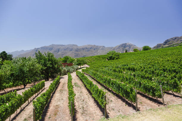 Wine and vineyards around the world - South Africa stock photo